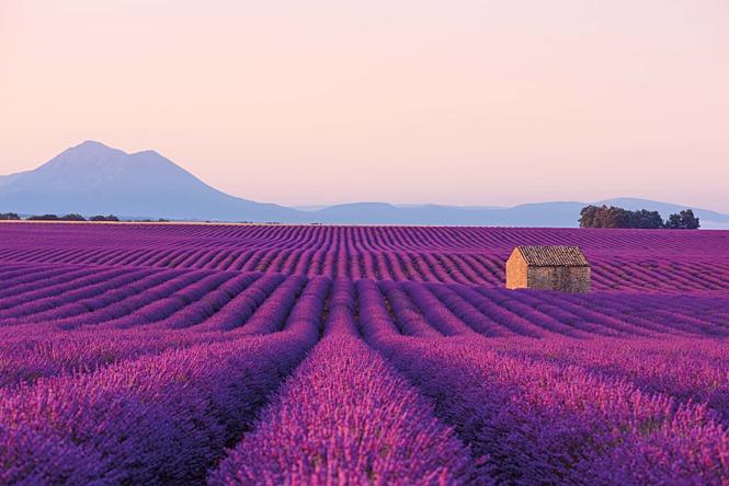 landscape picture lavender fields as far as the eye can see